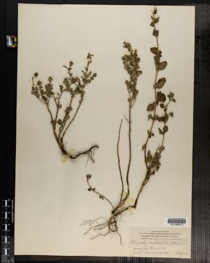 Plantae