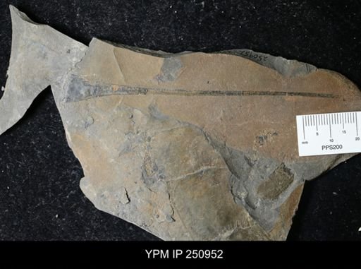 Eurypterus pittsfordensis