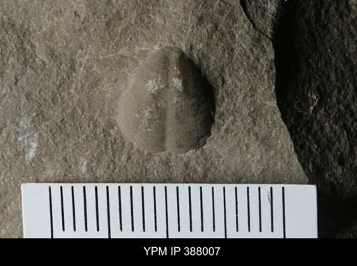 undet. Brachiopoda