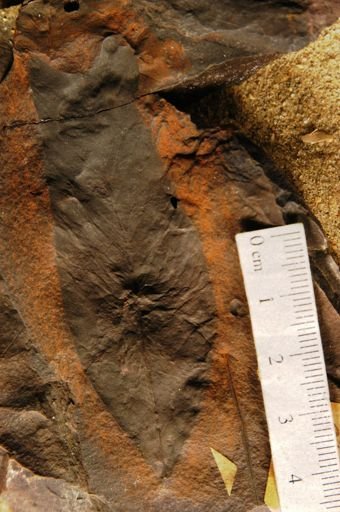 Liriodendropsis angustifolia