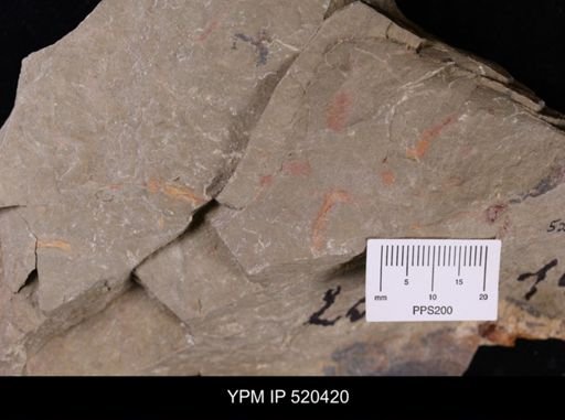 undet. Ichnofossil