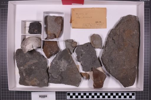 mixed taxa, stratigraphic collection