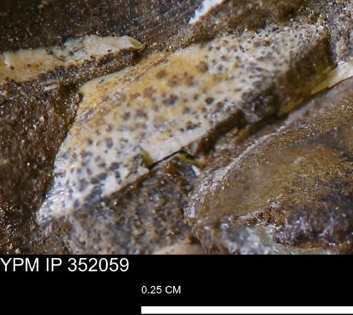 undet. Bivalvia