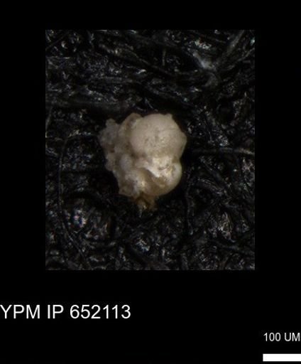 undet. Foraminiferida