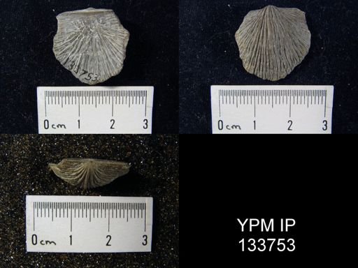 Stropheodonta demissa