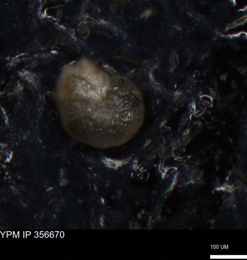 undet. Foraminiferida