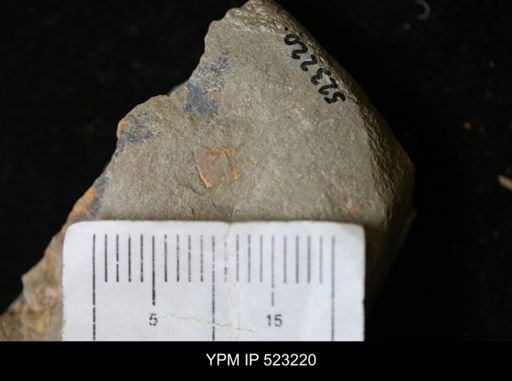 undet. Arthropoda