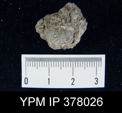 Chonetes verneuilianus