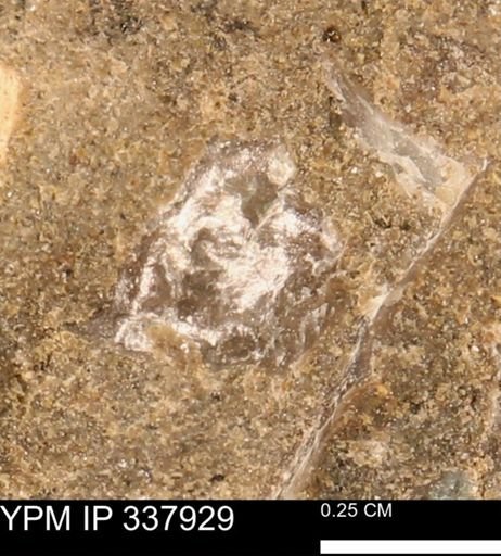undet. Mollusca