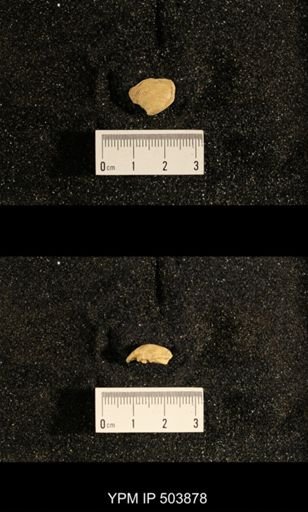 Astartella concentrica