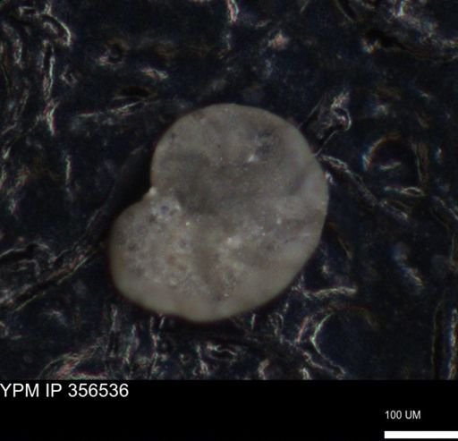 undet. Foraminiferida