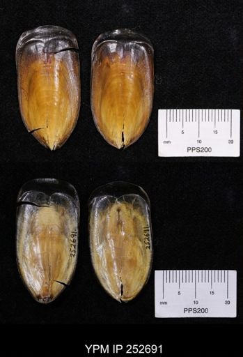 Lingula anatina