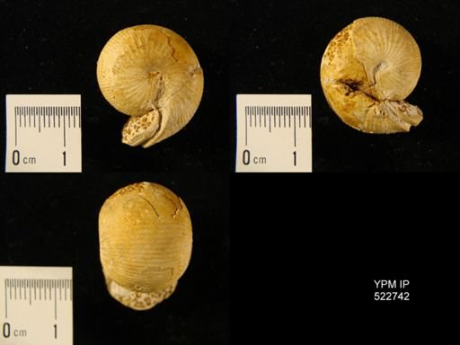 Sphaeroceras brongniarti