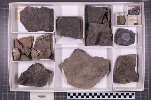 mixed taxa, stratigraphic collection