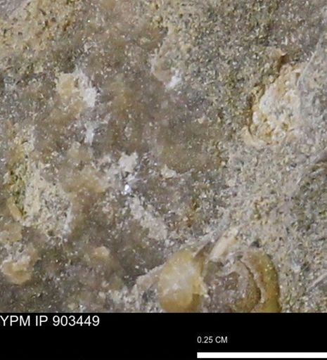undet. Mollusca