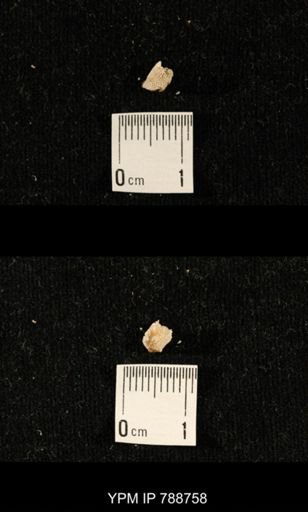 taxon undetermined
