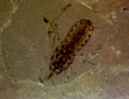 undet. Hemiptera