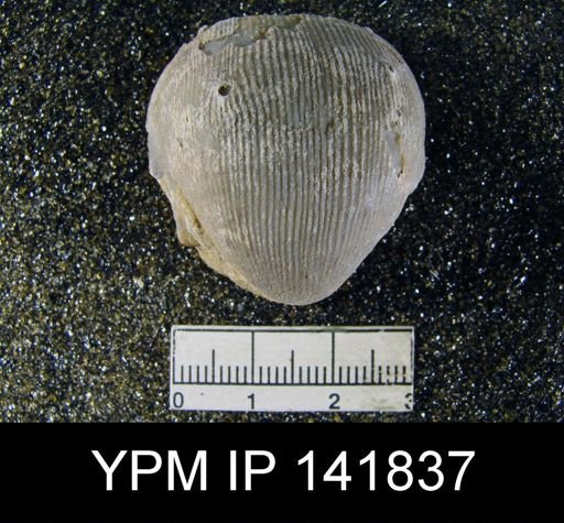 Productus (Linoproductus) lineatus
