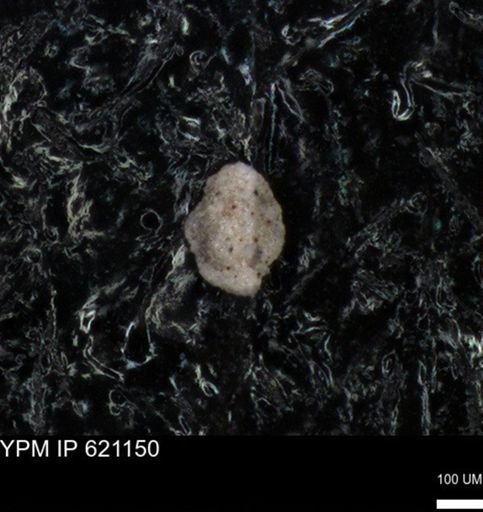 undet. Foraminiferida