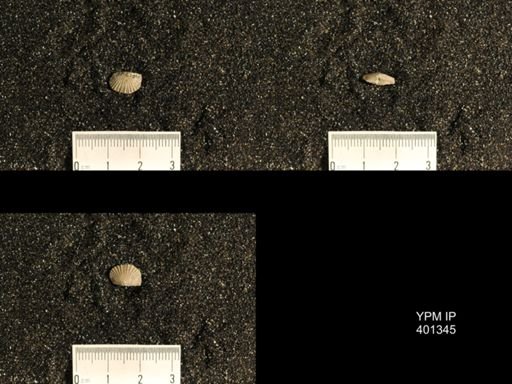 Plectorthis plicatella
