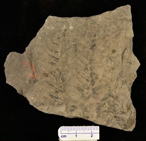 Pecopteris inflata