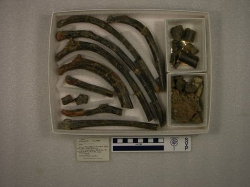 Coryphodon sp.