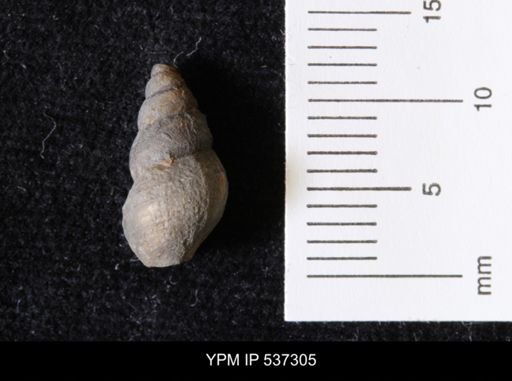 Goniobasis ortmanni