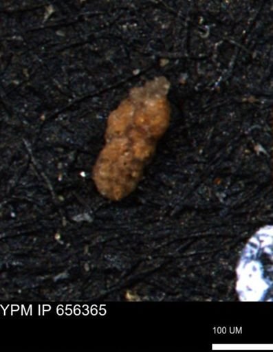 Ammobaculoides phaulus