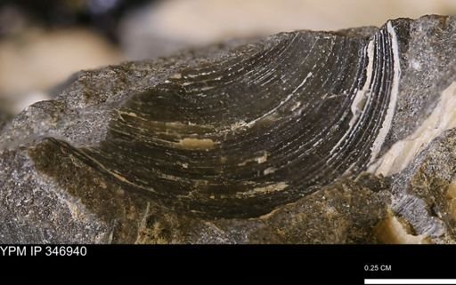 Limopsis striatopunctatus