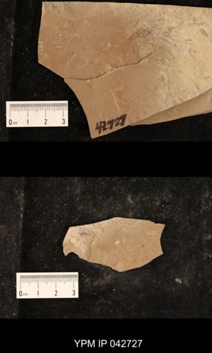 Hexapoda