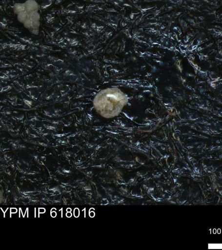 undet. Foraminiferida