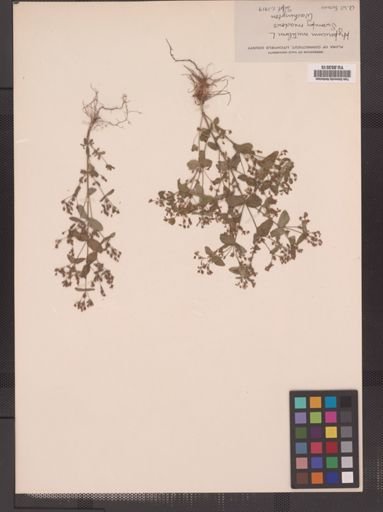 Hypericum mutilum