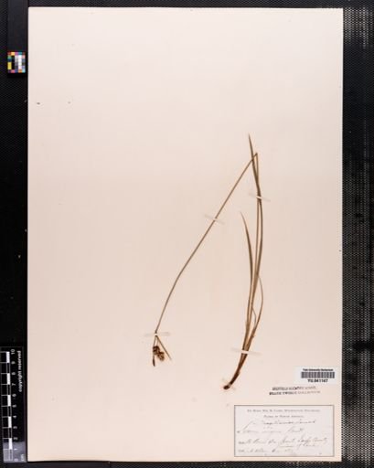 Carex paupercula