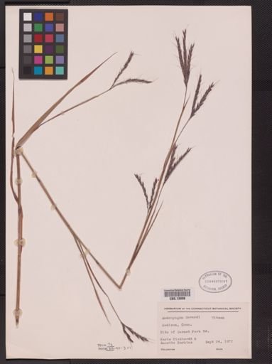 Andropogon gerardii