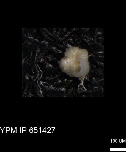 Rugoglobigerinidae?