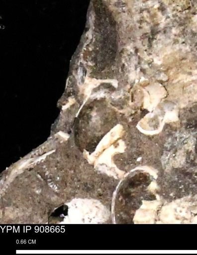 undet. Gastropoda