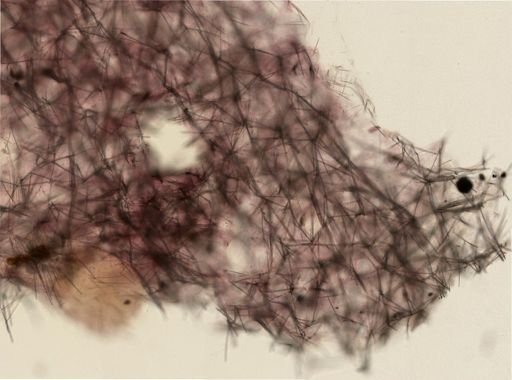 Tedania ignis