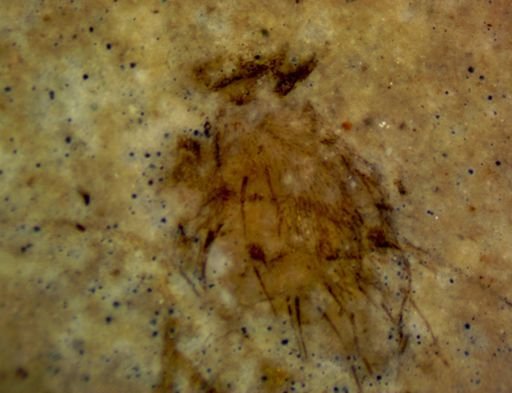 undet. Pterygota