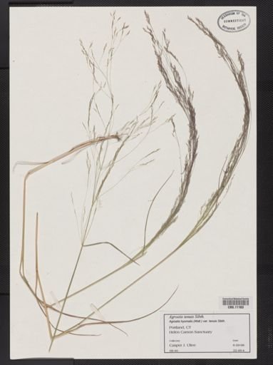 Agrostis capillaris