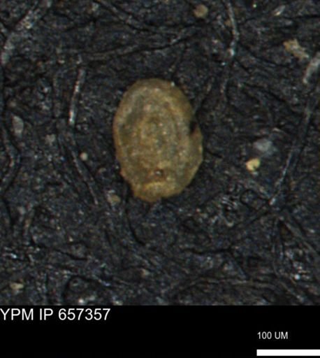 Spirolocammina subcircularis
