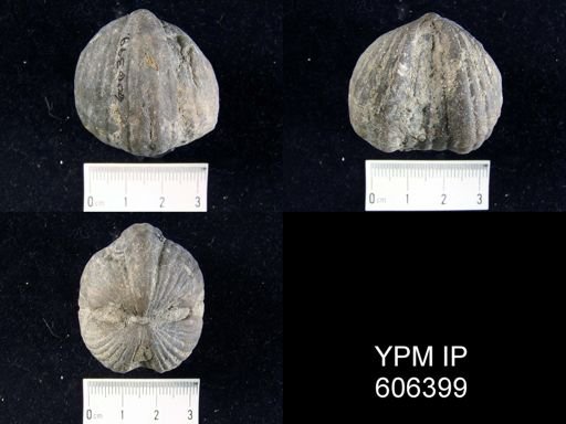 Platystrophia lynx