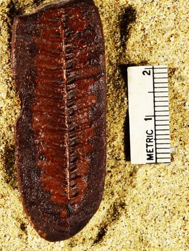 Pecopteris lamurensis