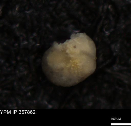 undet. Foraminiferida