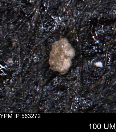 Trochammina gatesensis