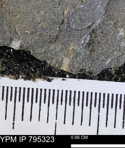 undet. Bivalvia