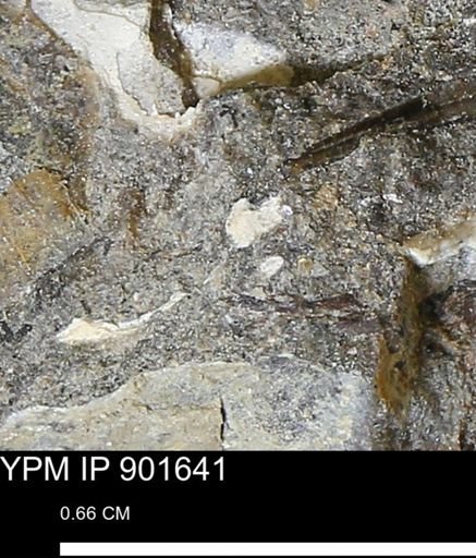 undet. Mollusca