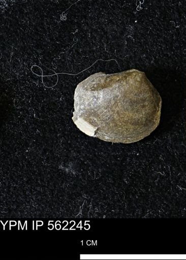 Limopsis striatopunctatus