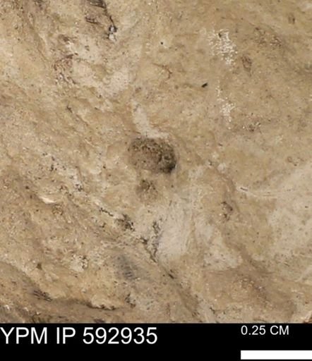 undet. Mollusca