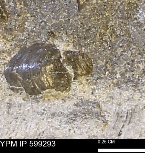 Protocardia subquadrata
