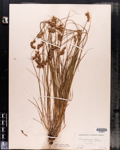 Carex tenera